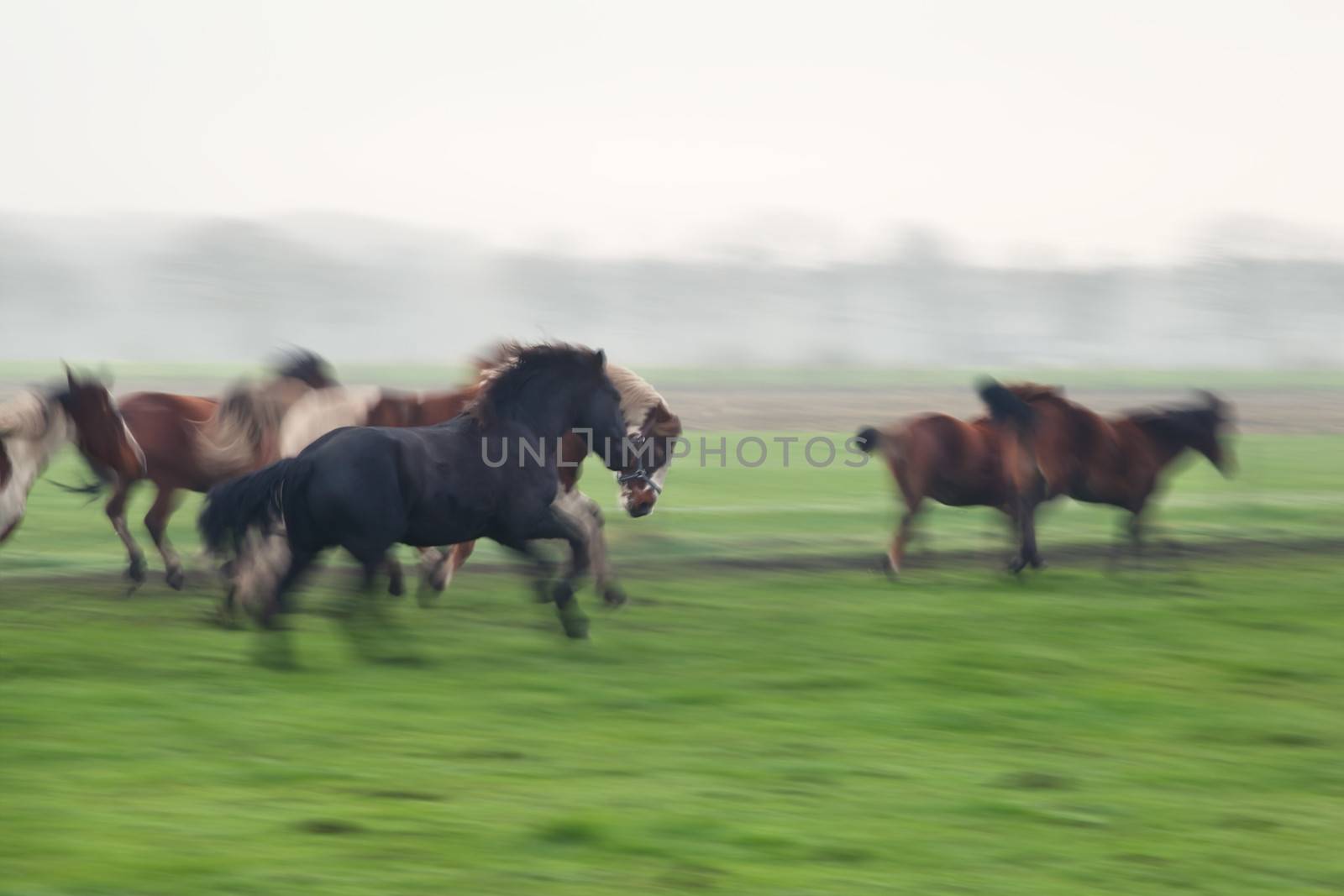 blurred few galloping horses on green  pasture