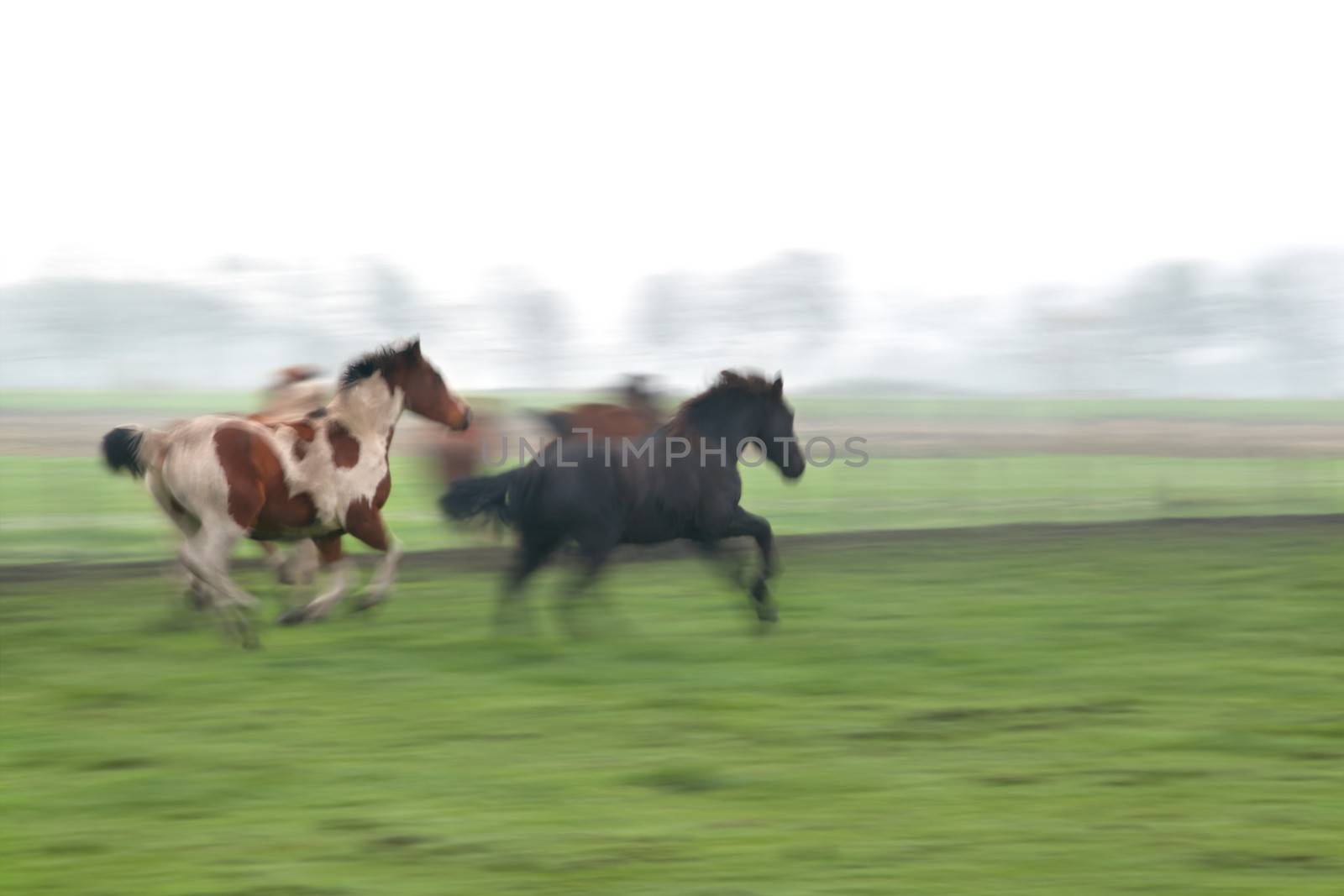 blurred galloping horses on pasture by catolla