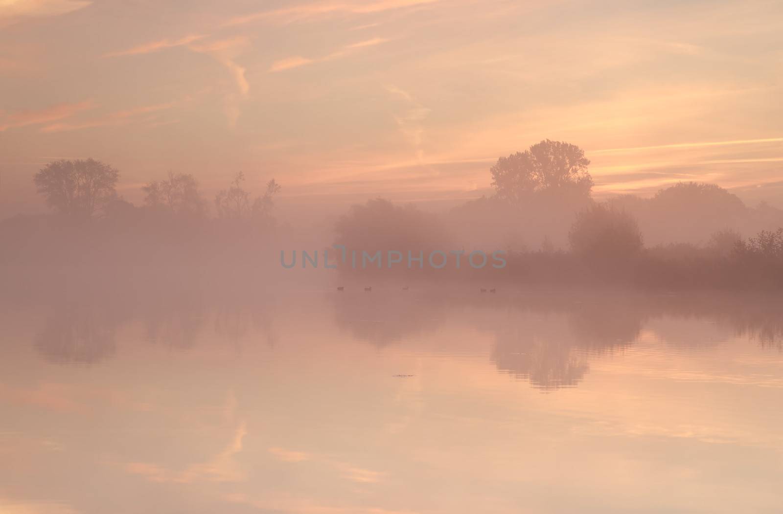 tree silhouettes by lake during misty sunrise, Drenthe, Netherlands