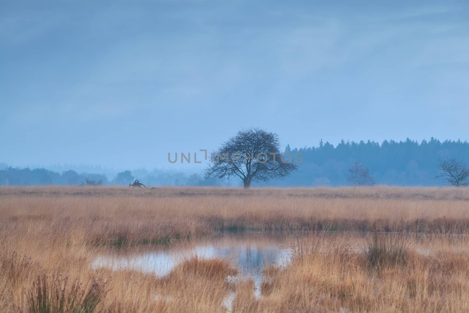 lonely tree on swamp during misty morning, Duurswoude, Friesland, Netherlands