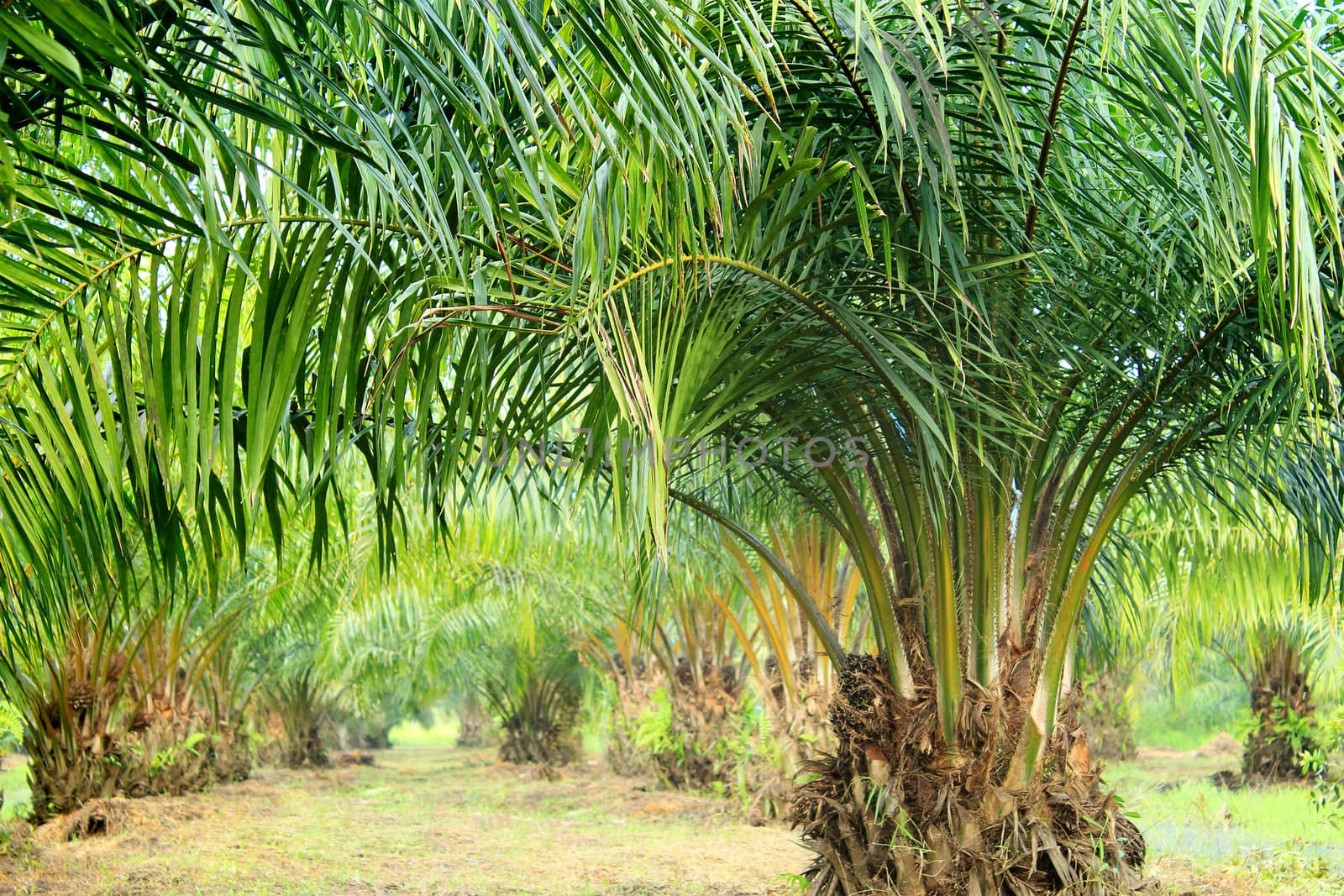 Oil Palm Plantation