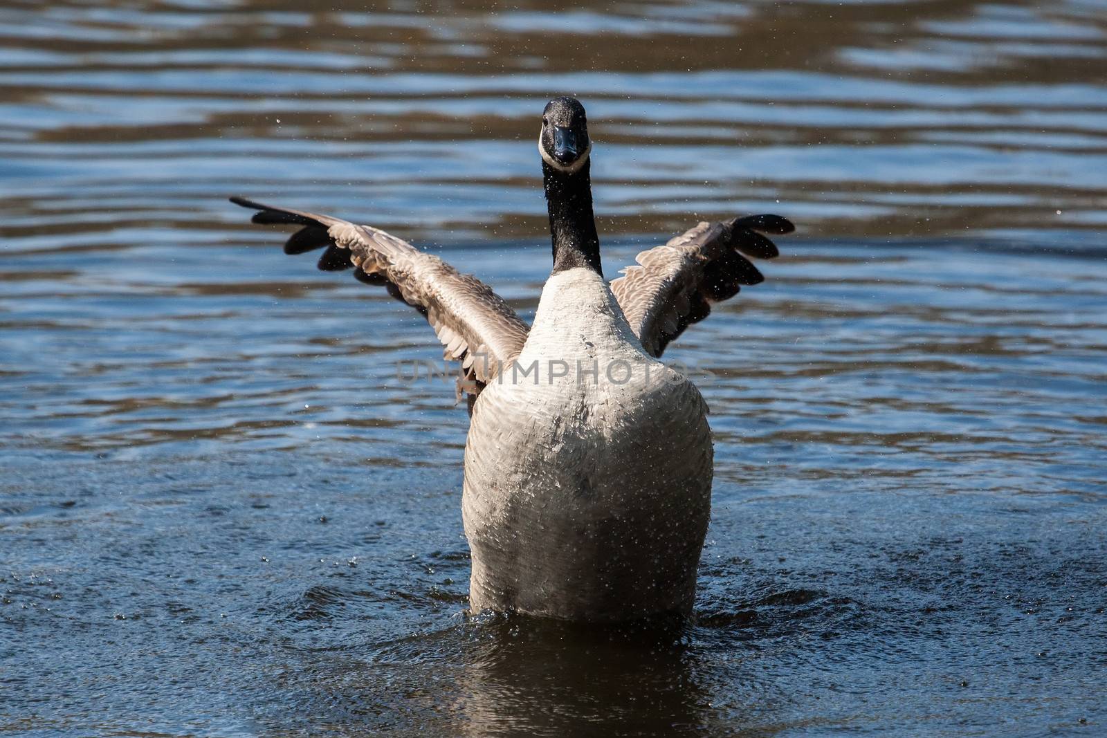 Canadian Goose flapping wings in the water