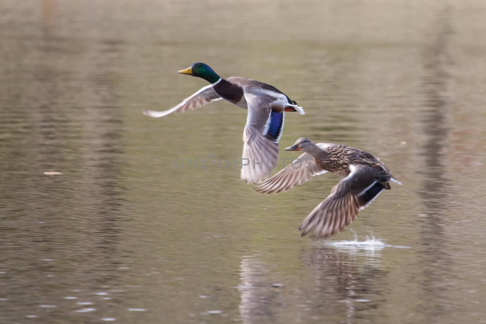 Male and Female Mallards in flight above lake in soft focus