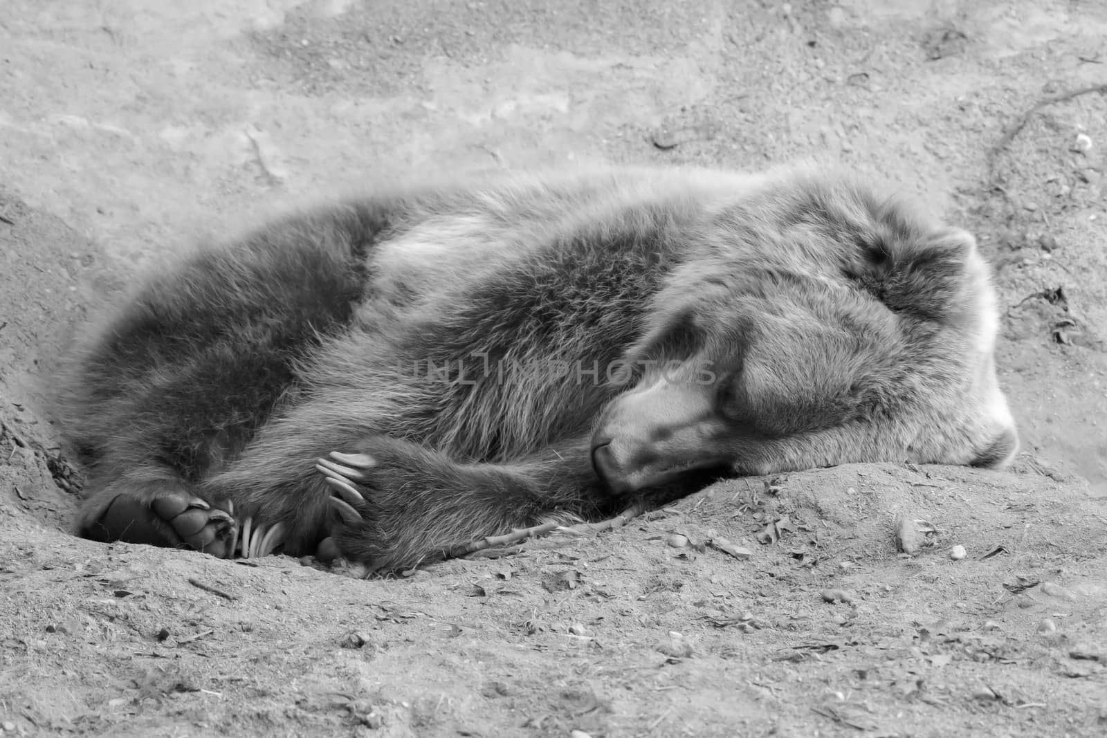 Brown Bear in the wild laying down in black and white in soft focus