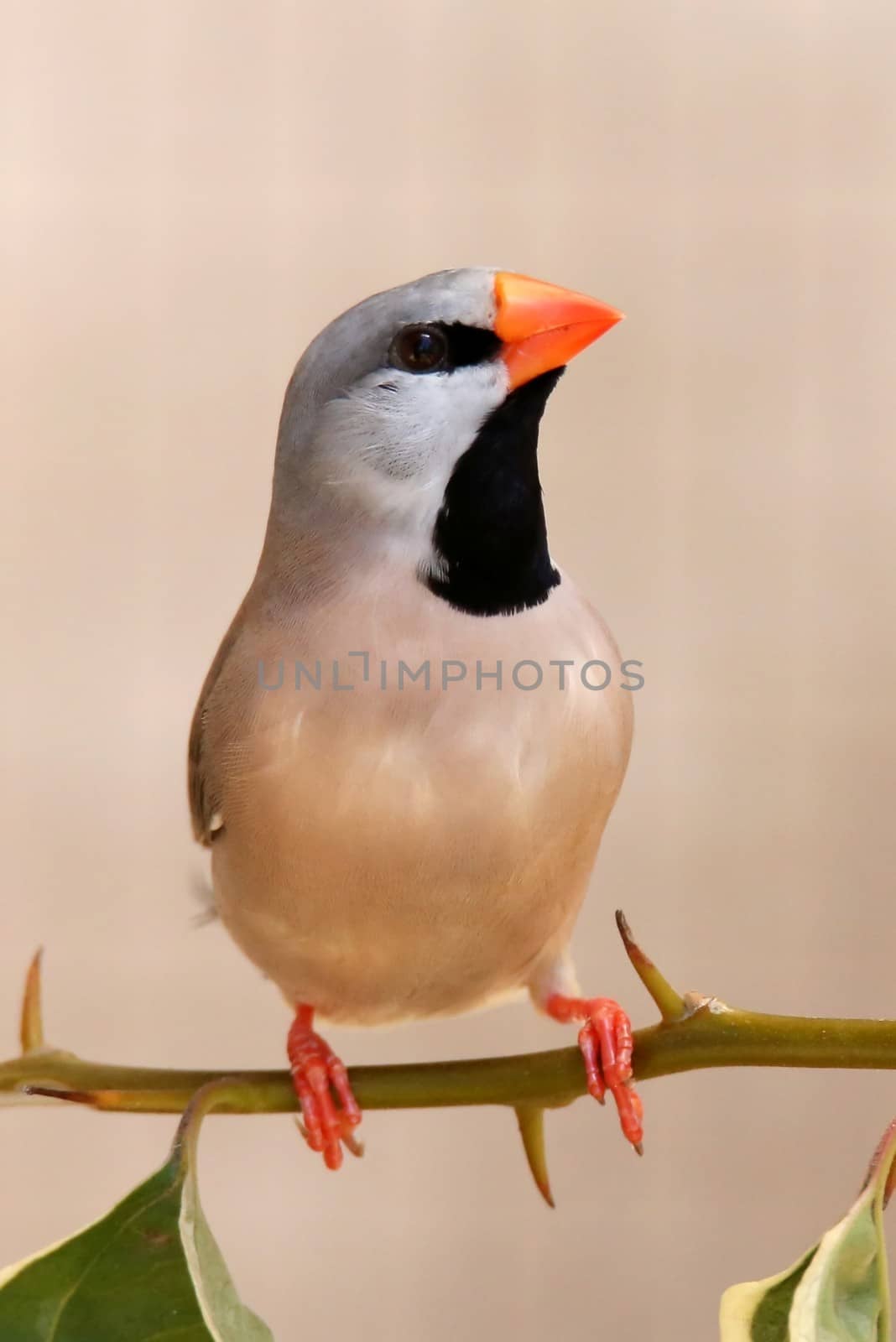 Heck's Grassfinch bird perched on a leafy teig