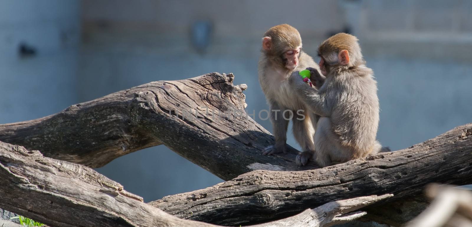 Two Macaque (Snow) Monkey's playing with a pacifier
