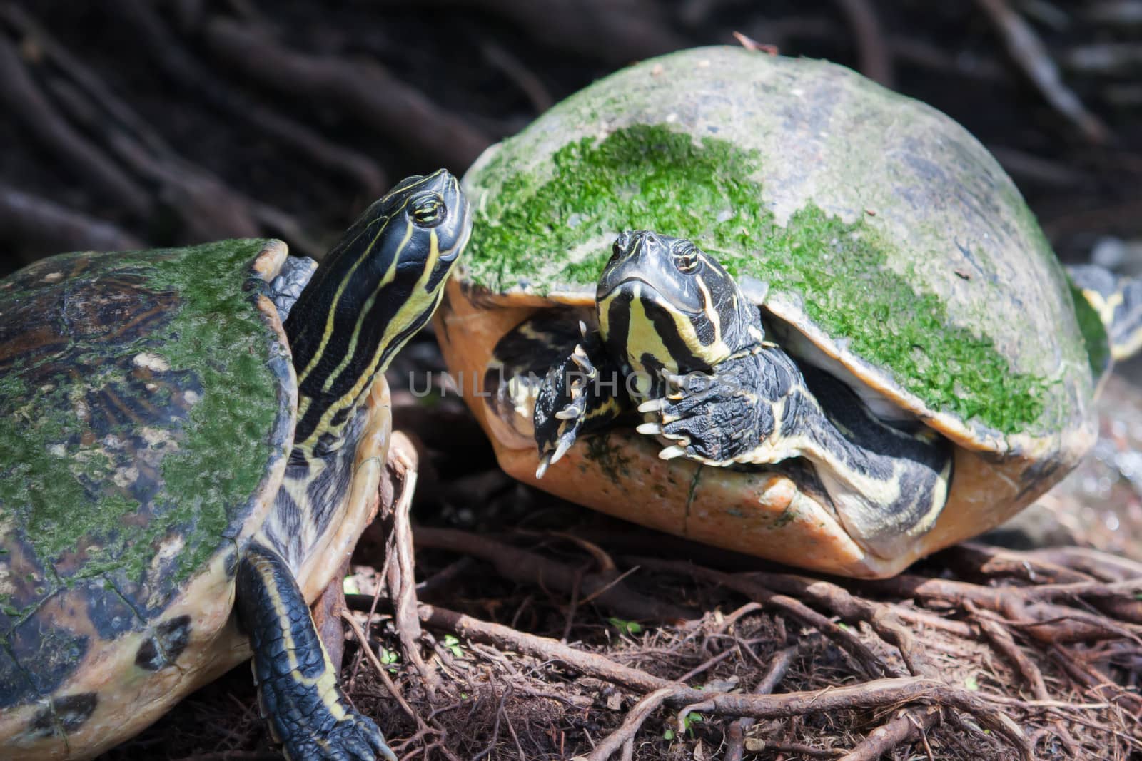 Painted turtle in wildlife on the waters edge in soft focus