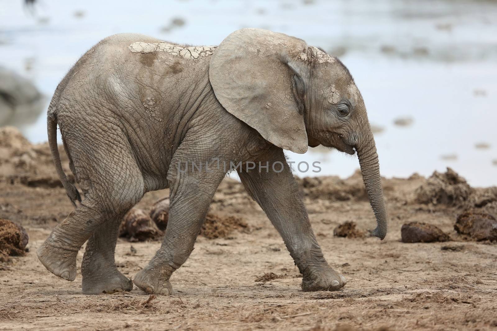 Cute baby African elephant running to the water