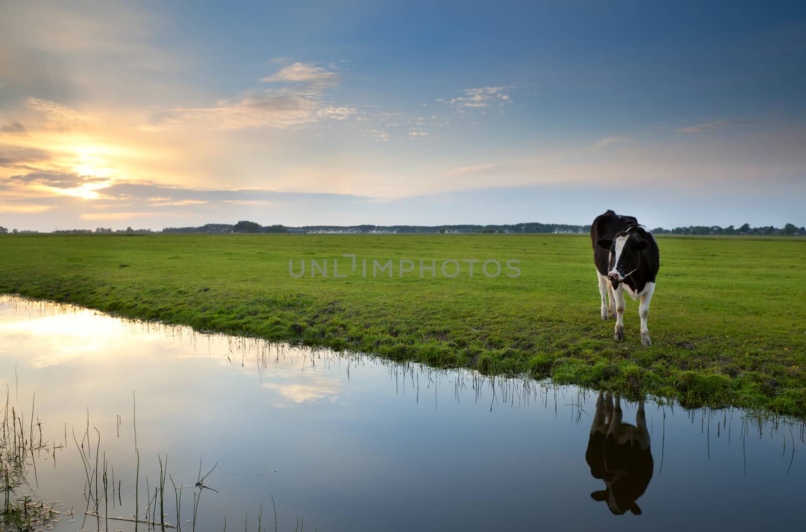 cow on pasture at sunset reflected in river by catolla