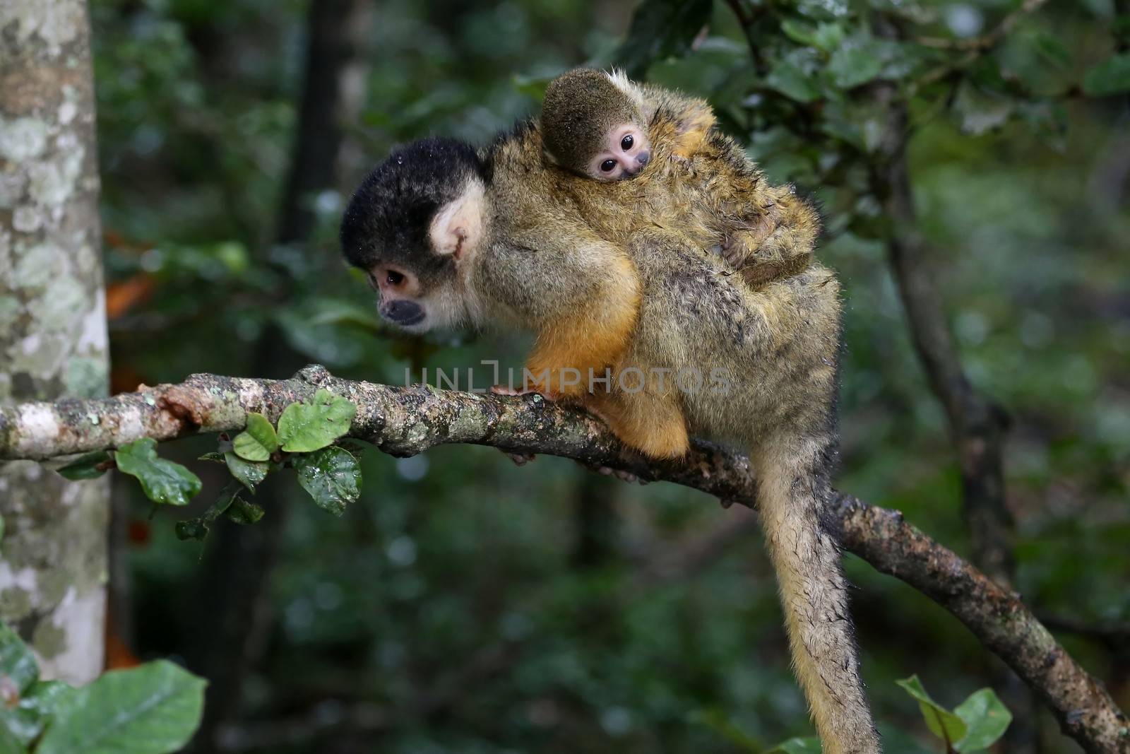 Baby squirrel monkey clinging to it's mothers back in the trees