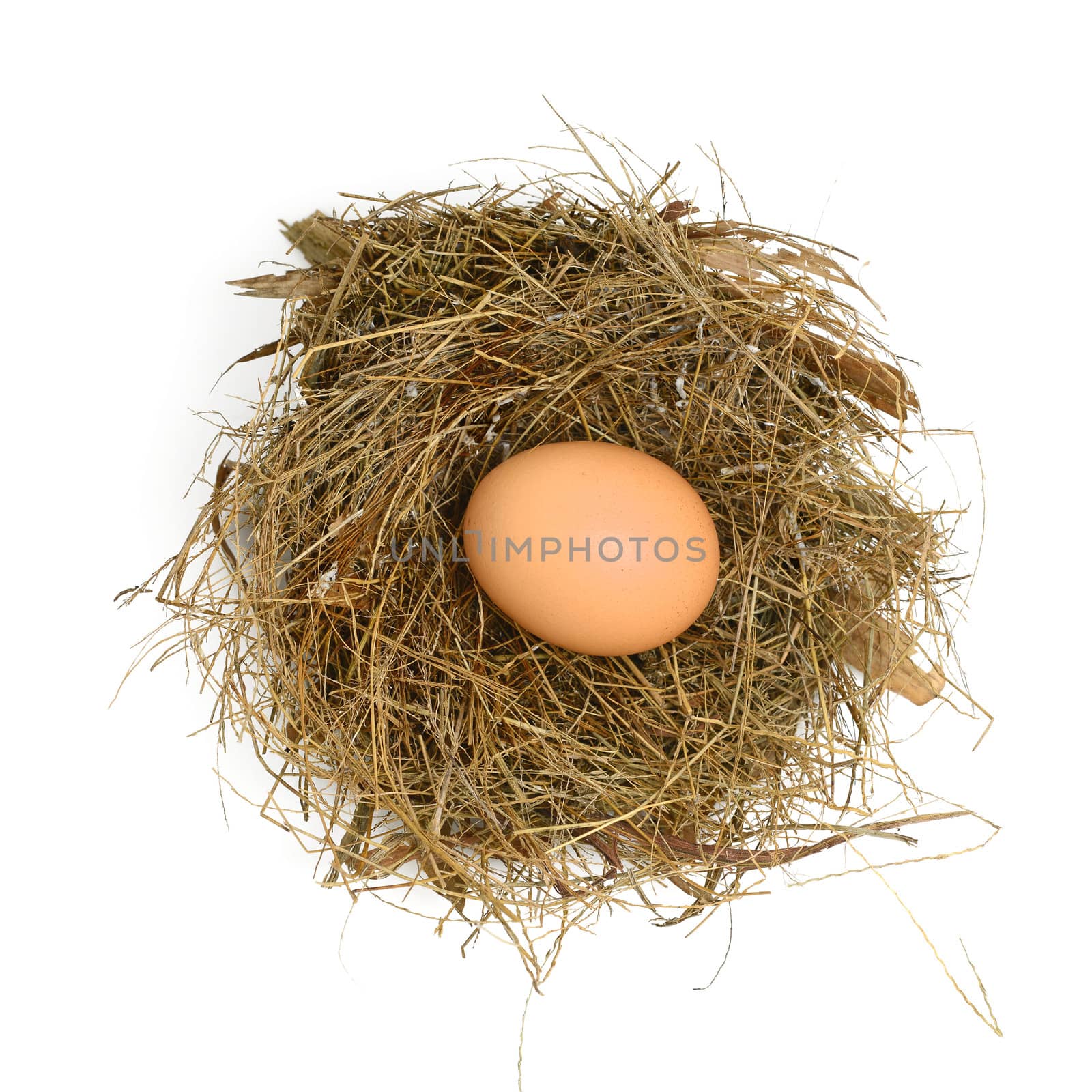 Egg in a Nest