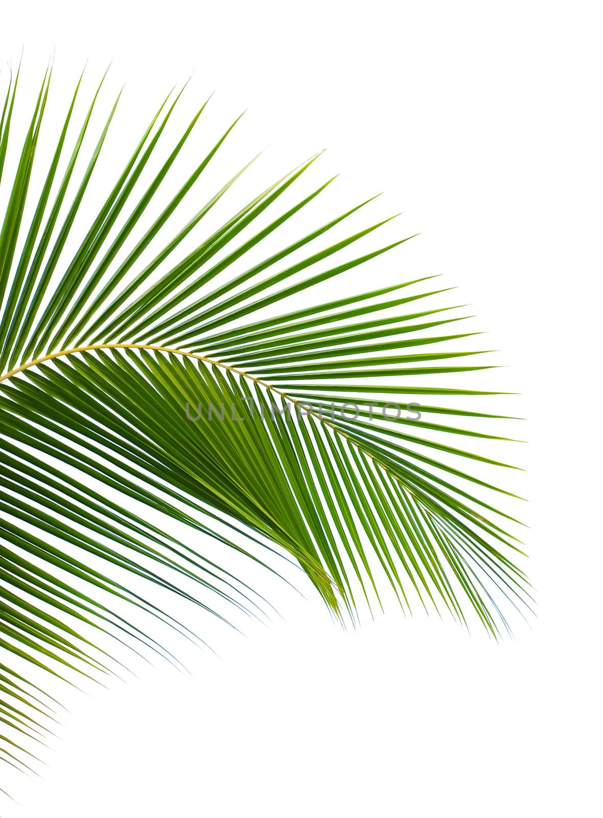 Palm leaf by antpkr