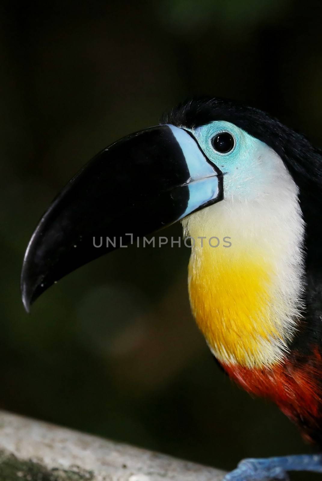 Toucan bird with large beak and colorful feathers