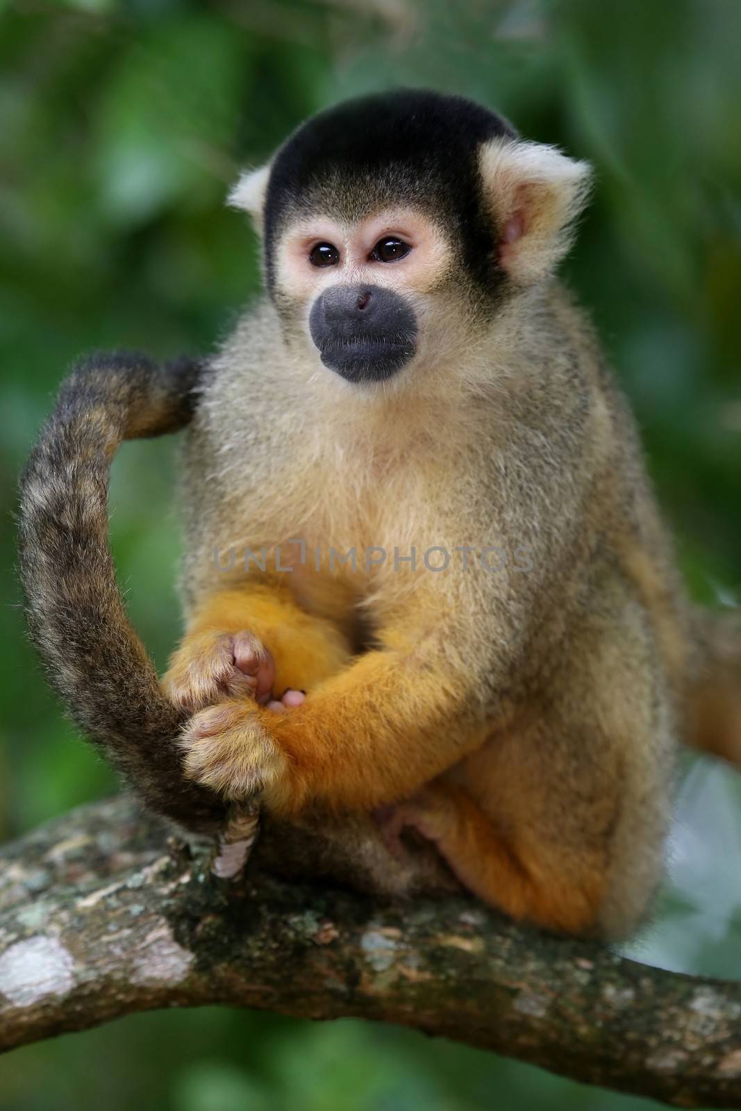 Cute squirrel monkey sitting in a tree in the forest