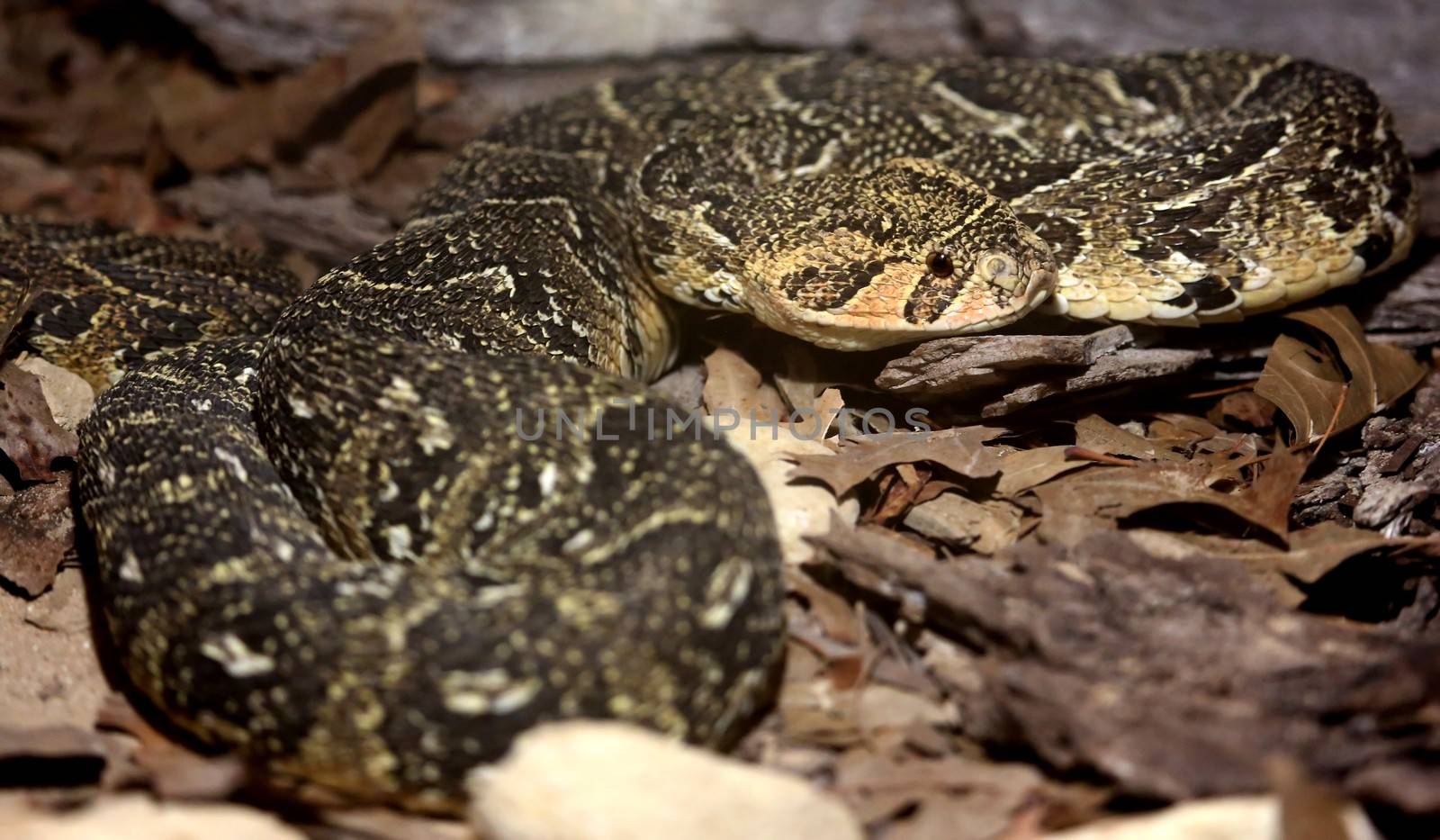 Puffadder Snake lying amongst leaves on the forest floor