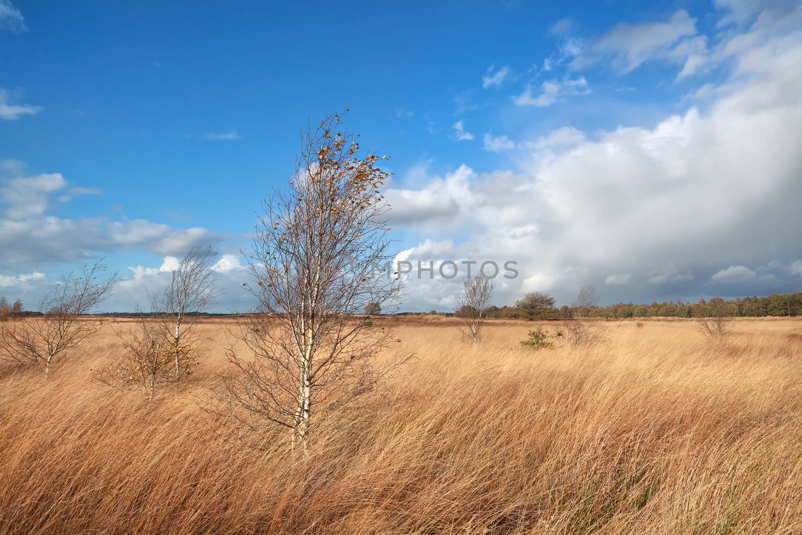 birch trees on marsh over blue sky in autumn, Dwingelderveld, Drenthe, Netherlands