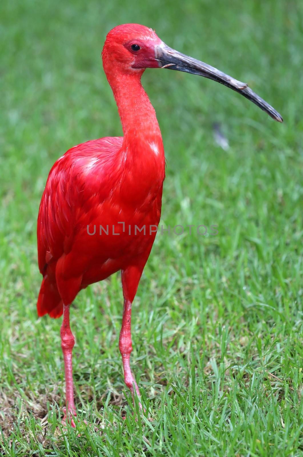 Scarlet Ibis Bird with bright feathers and lon beak