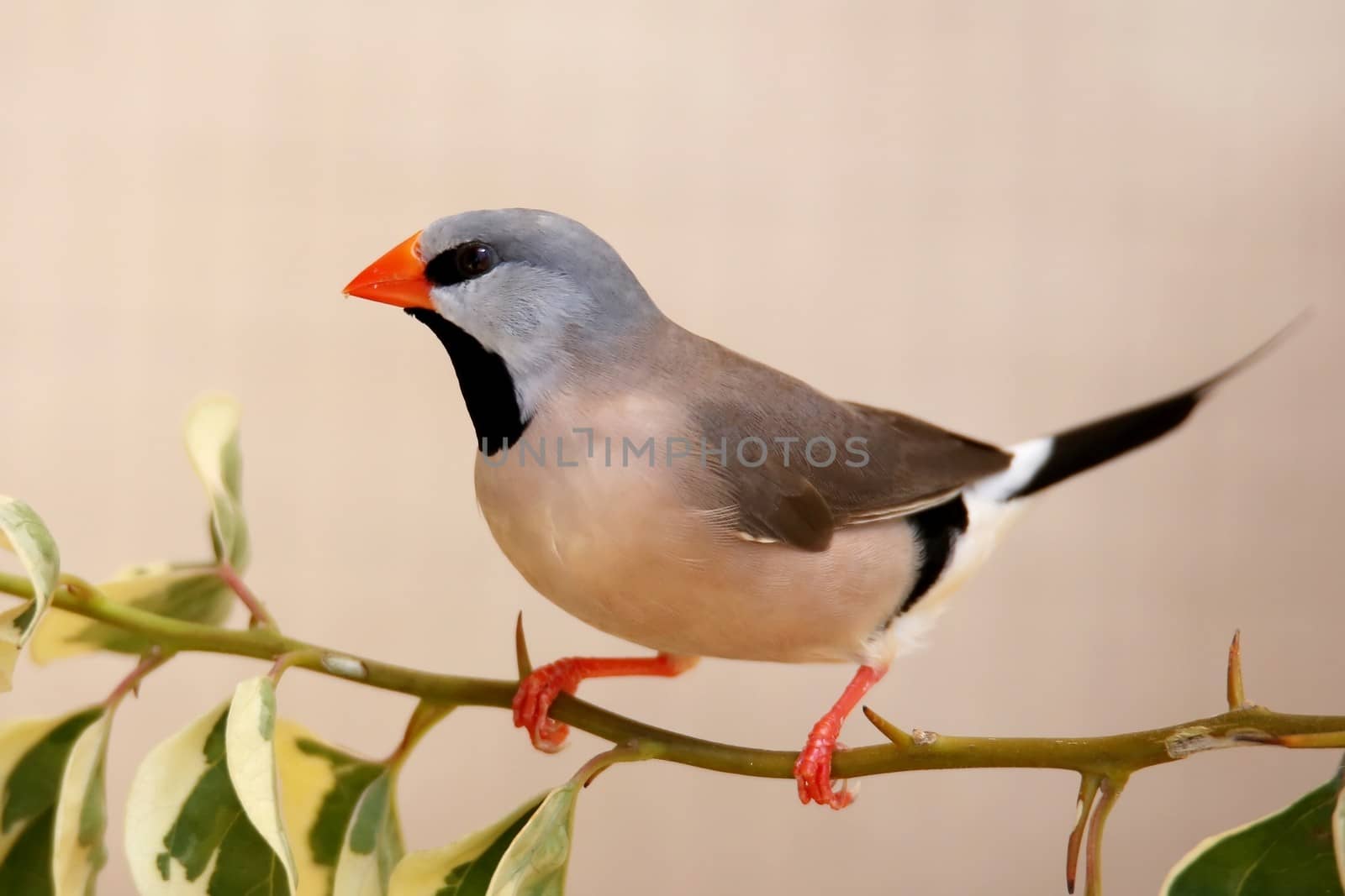 Heck's Grassfinch bird perched on a leafy teig