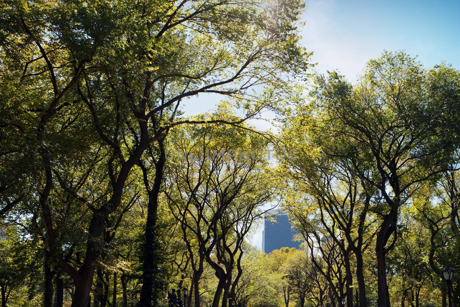 The famous trees of Central Park in New York City during early fall.