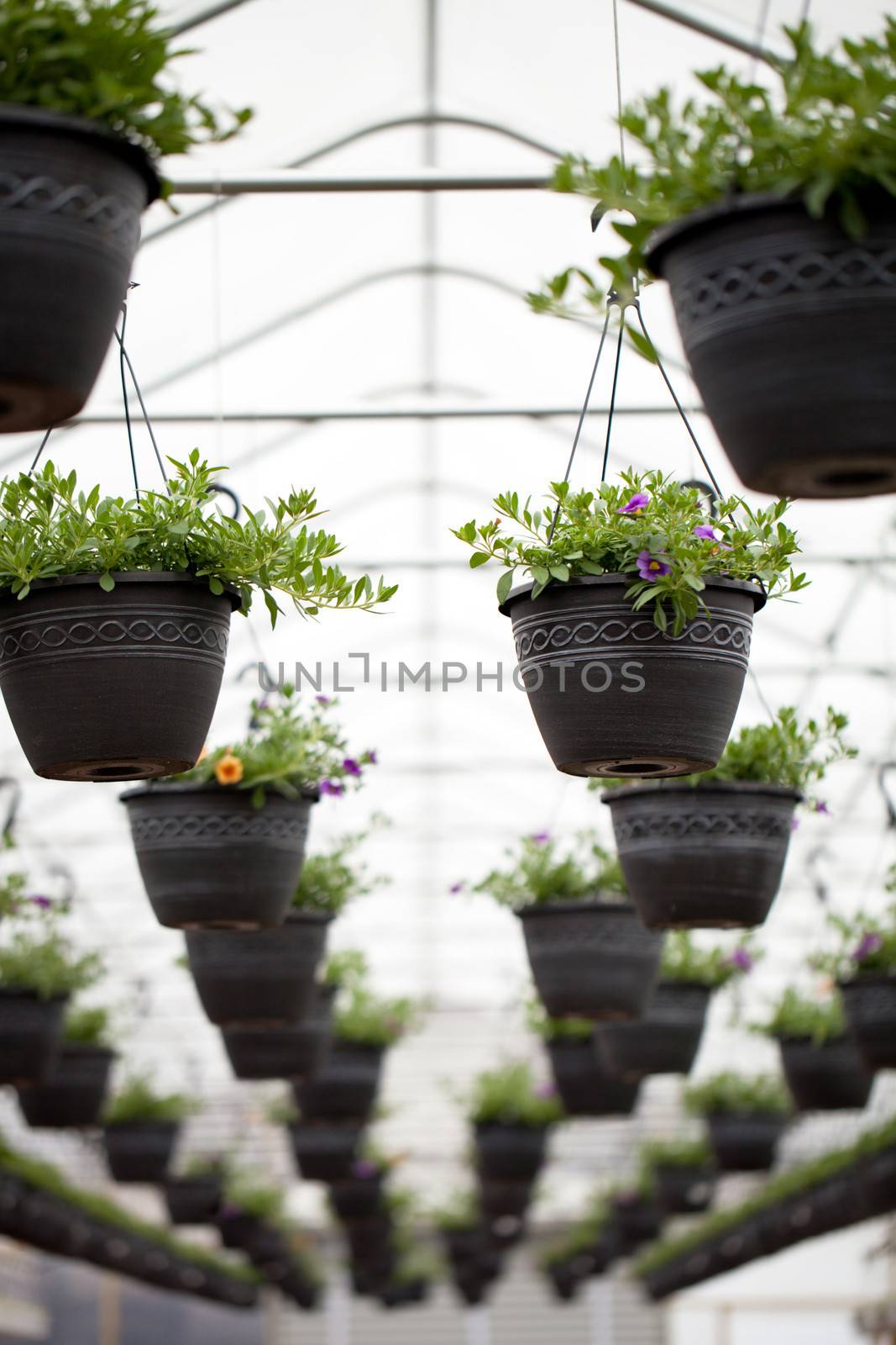 Nursery Hanging Flowers Pots by graficallyminded