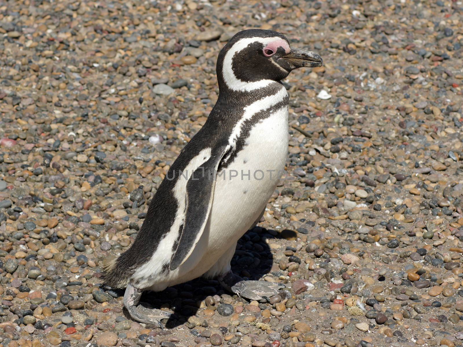 Colony of Magellanic Penguins, Punta Tombo, Argentina, South America