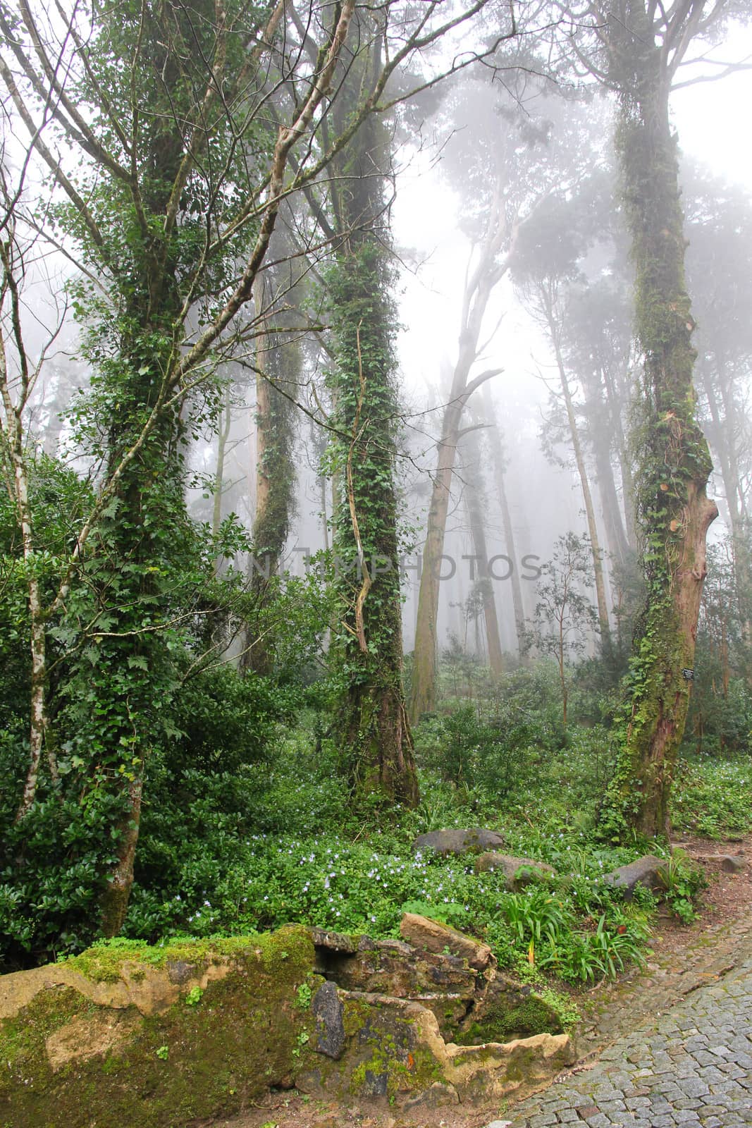 Portugal. Sintra. Relic trees in park of Pena National Palace in fog. UNESCO World Heritage Site and one of the Seven Wonders of Portugal 