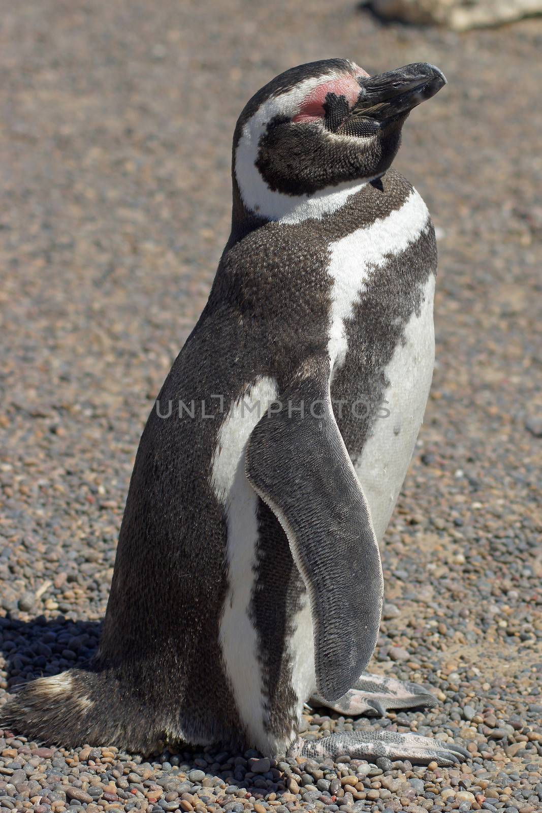 Magellanic Penguin, Argentina by alfotokunst