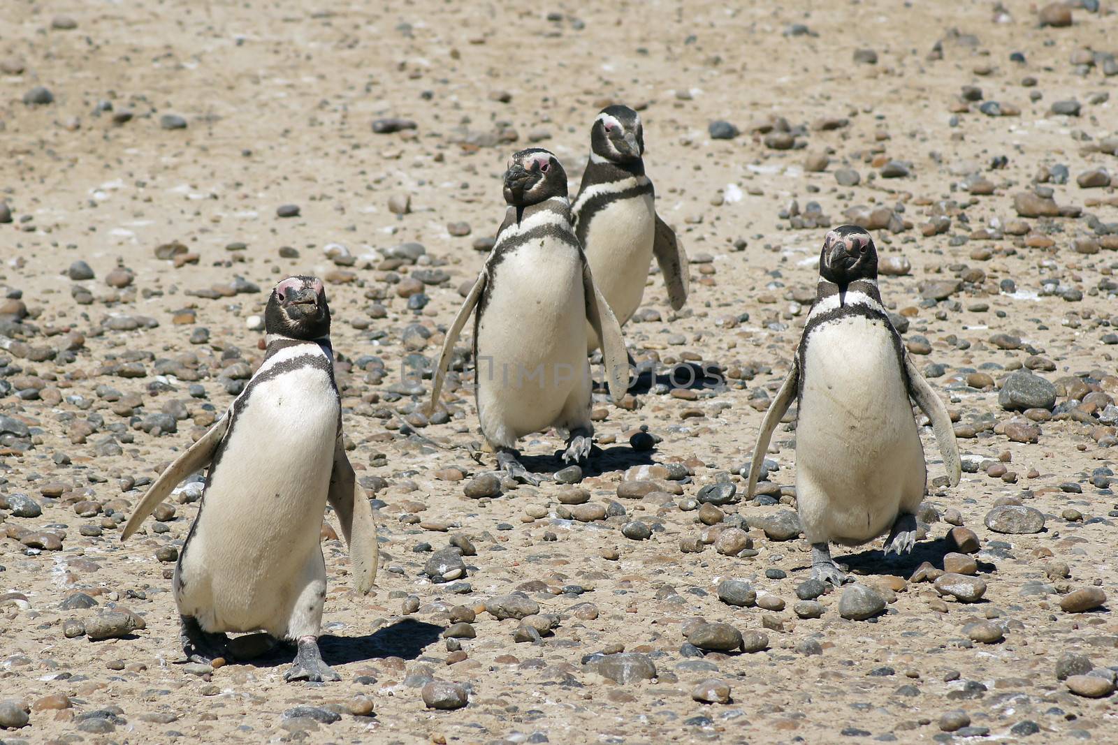 Colony of Magellanic Penguins, Punta Tombo, Argentina, South America