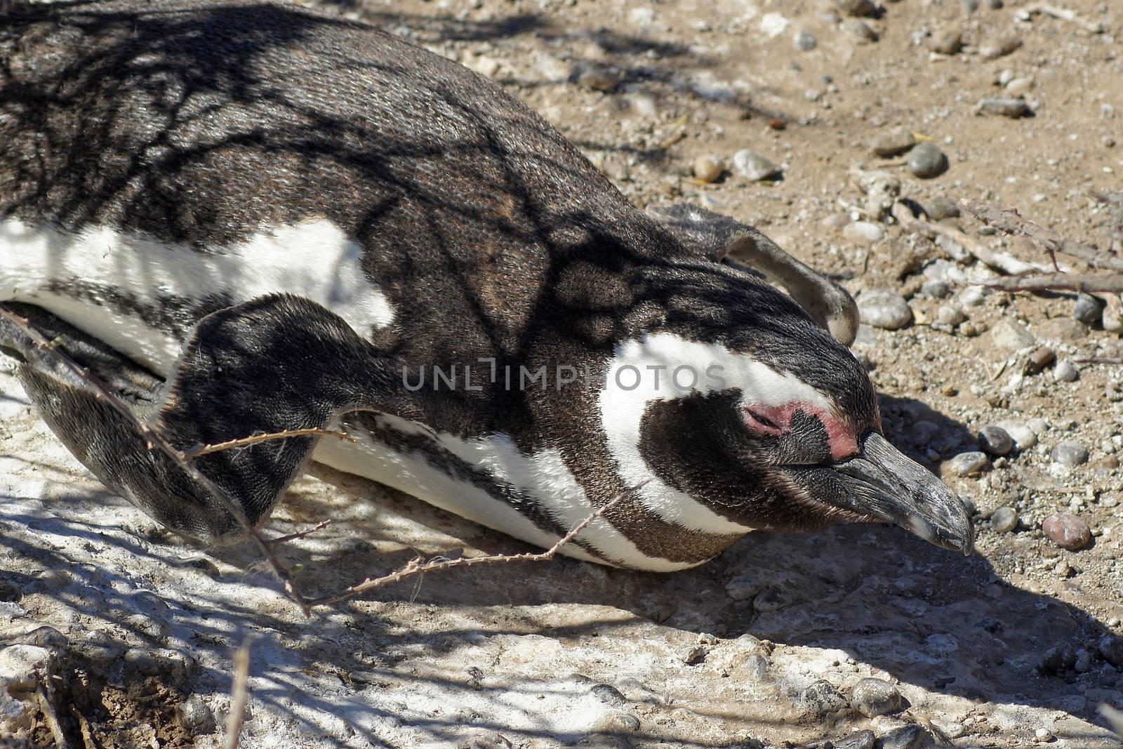 Colony of Magellanic Penguins, Punta Tombo, Argentina, South America