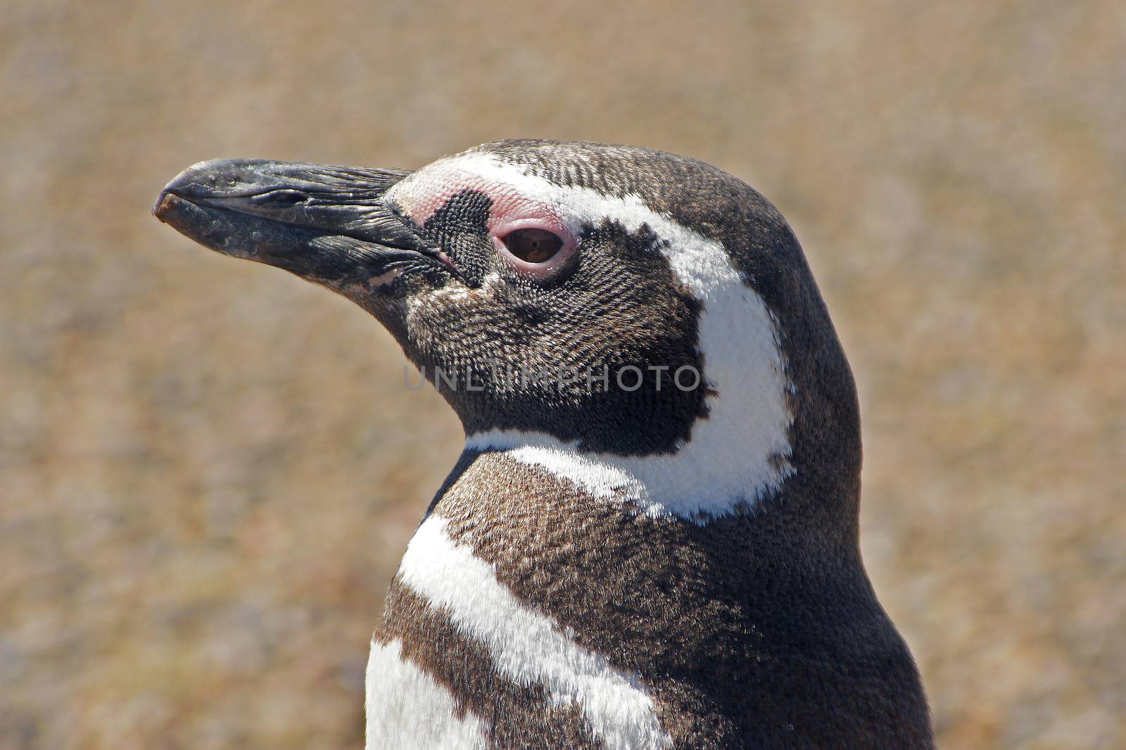 Colony of Magellanic Penguins, Punta Tombo, Argentina, South America