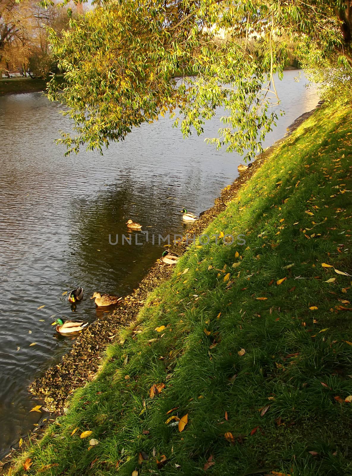 Ducks in a pond, Novodevichy Park, Moscow, Russia by donya_nedomam