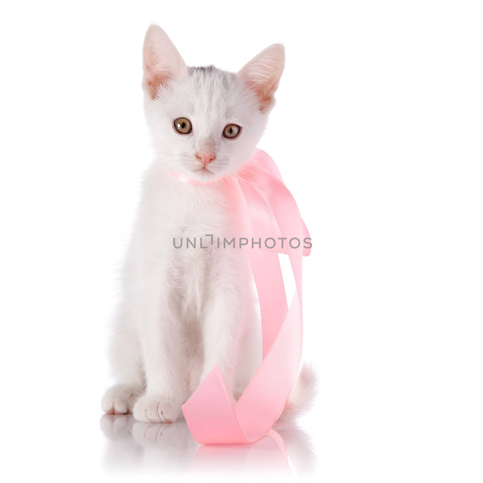White small cat with a pink tape by Azaliya
