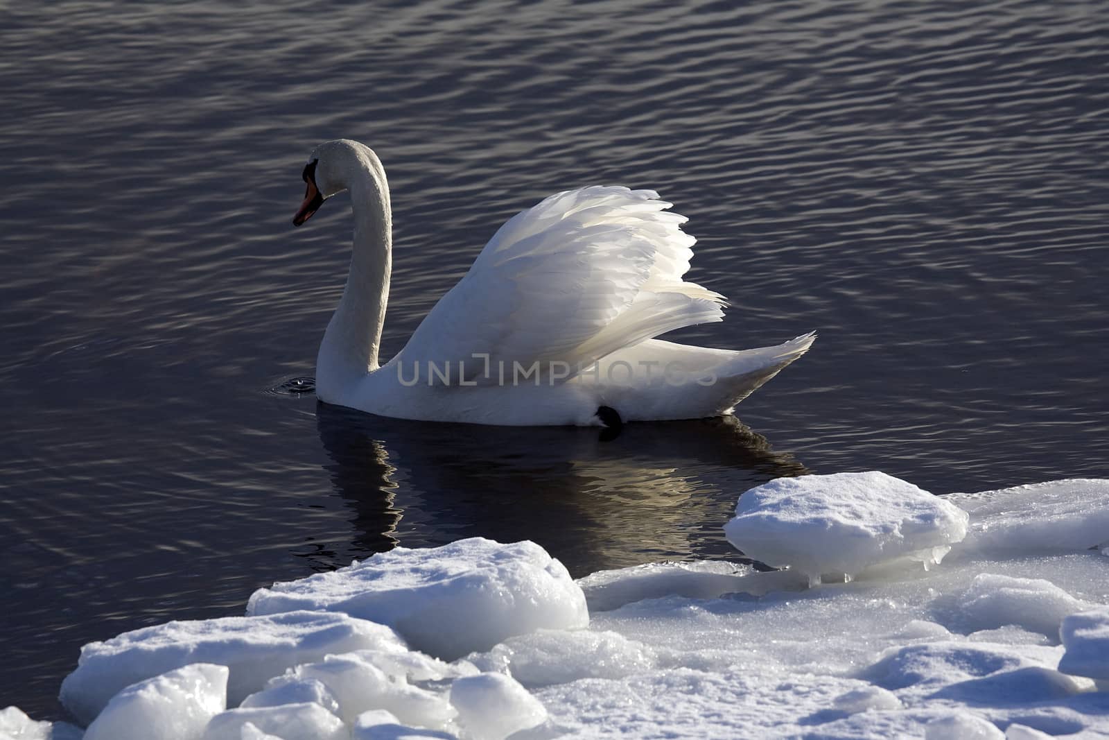 Portrait of a swan. Water background