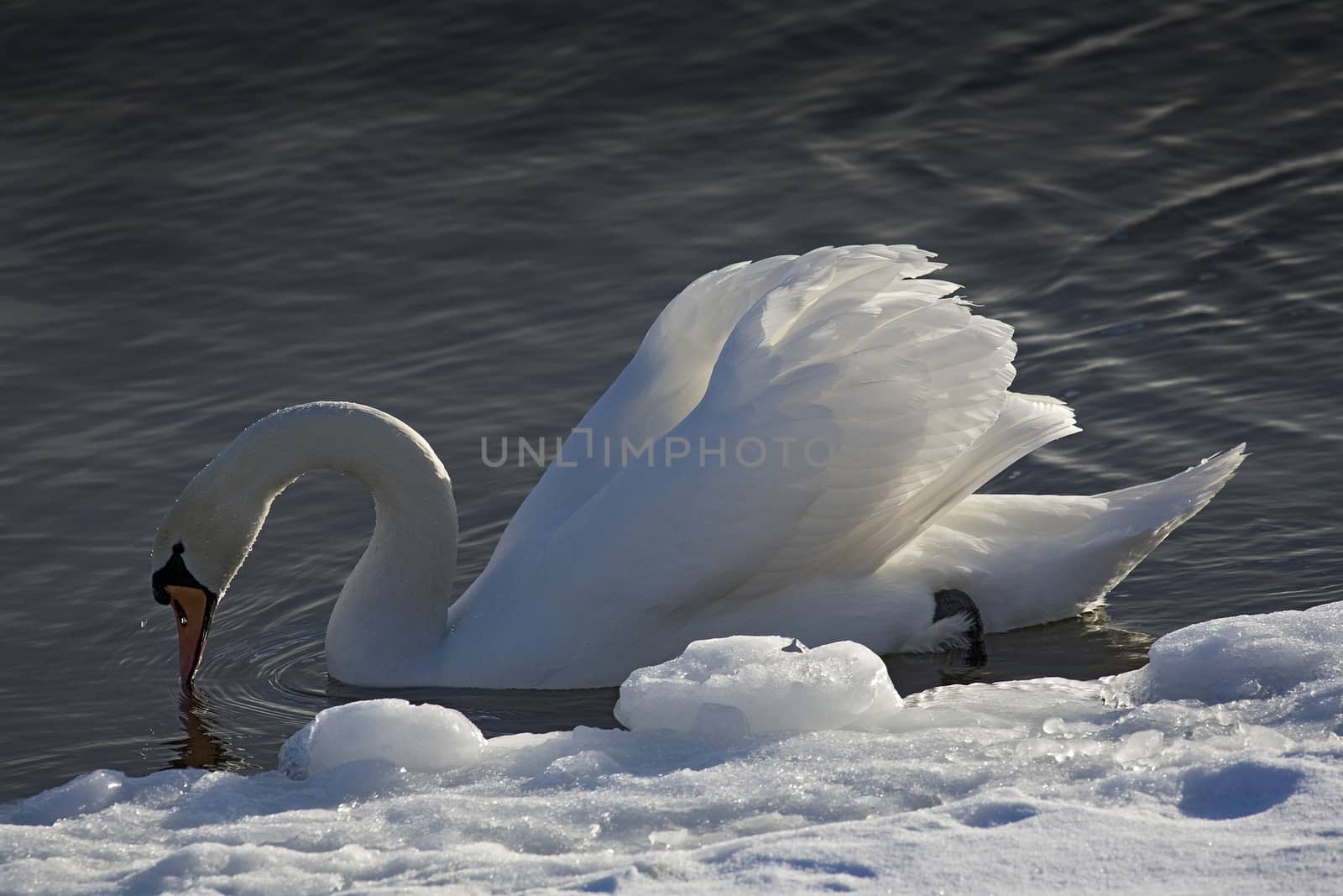 Portrait of a swan. Water background