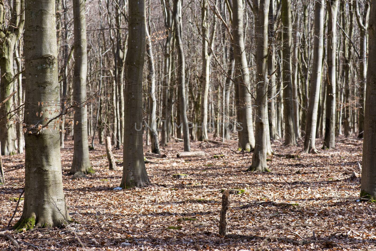 Bright beech forest in spring without any leaves yet