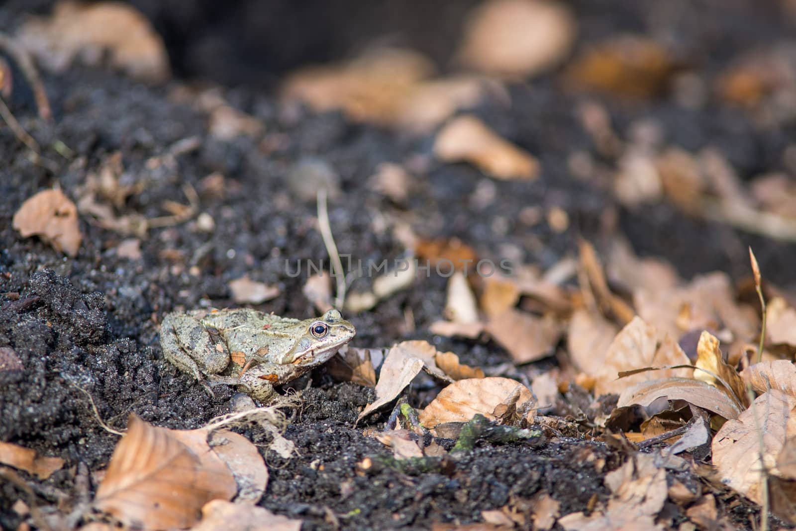 Common frog in spring in between leaves on the forest floor