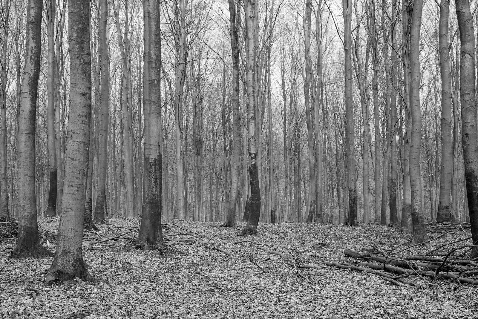 Bright beech forest in spring without any leaves yet black and white