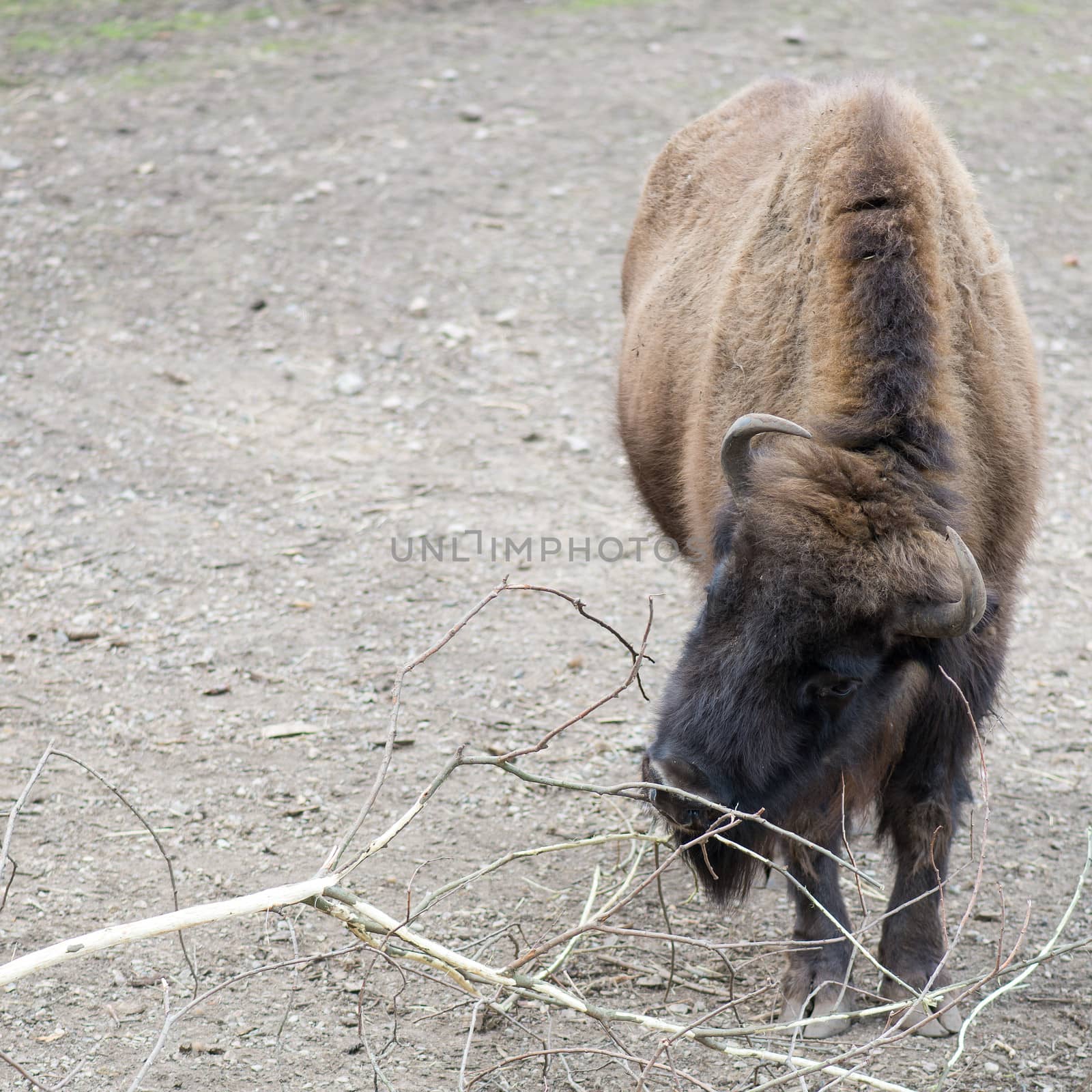 European bison, Bison bonasus eating at a tree branch