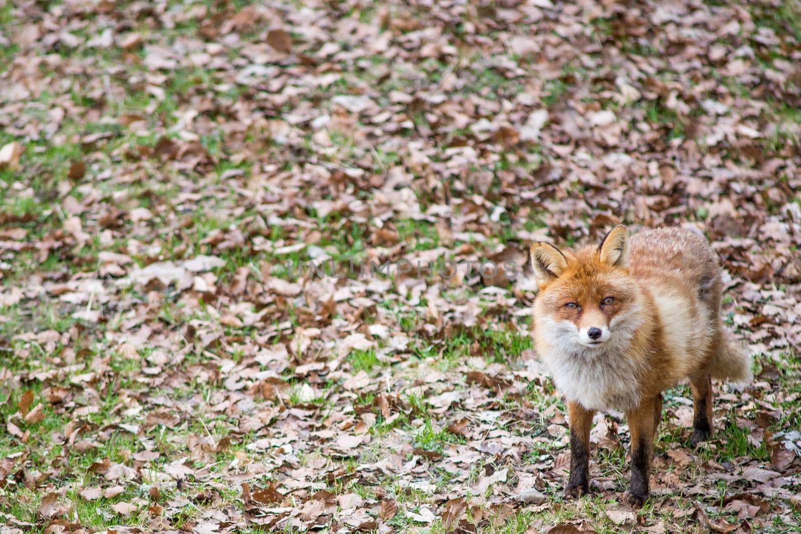 Red fox, Vulpes vulpes standing an looking towards the camera