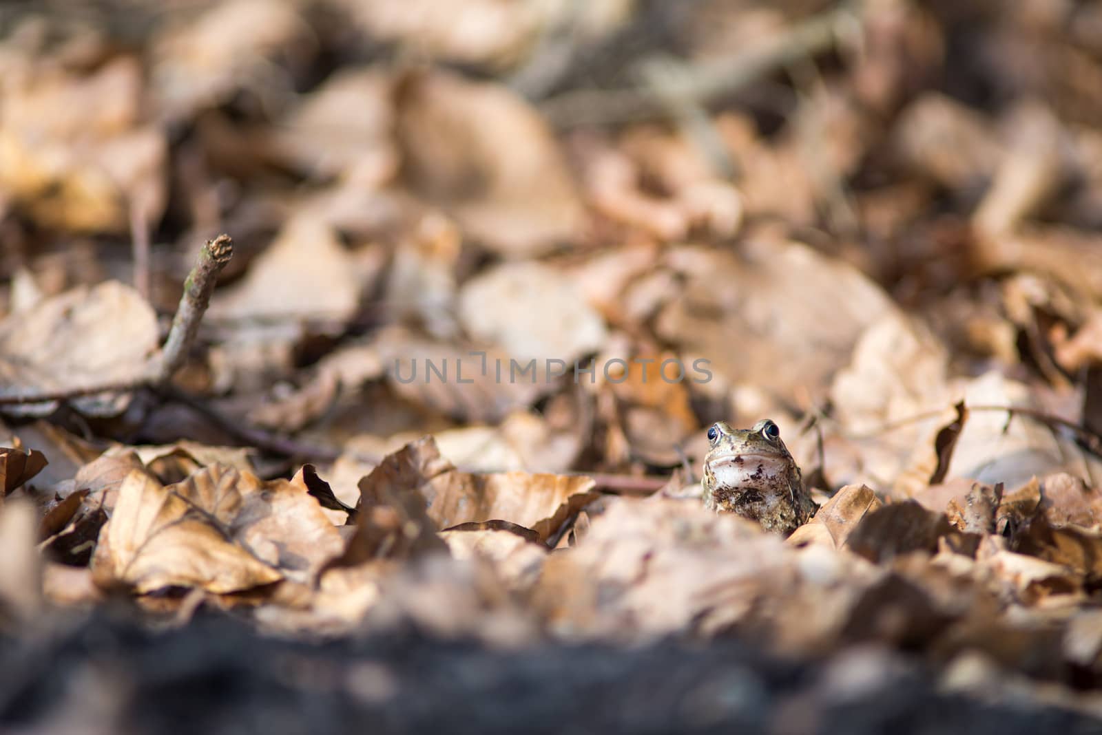 Common frog in spring in between leaves on the forest floor