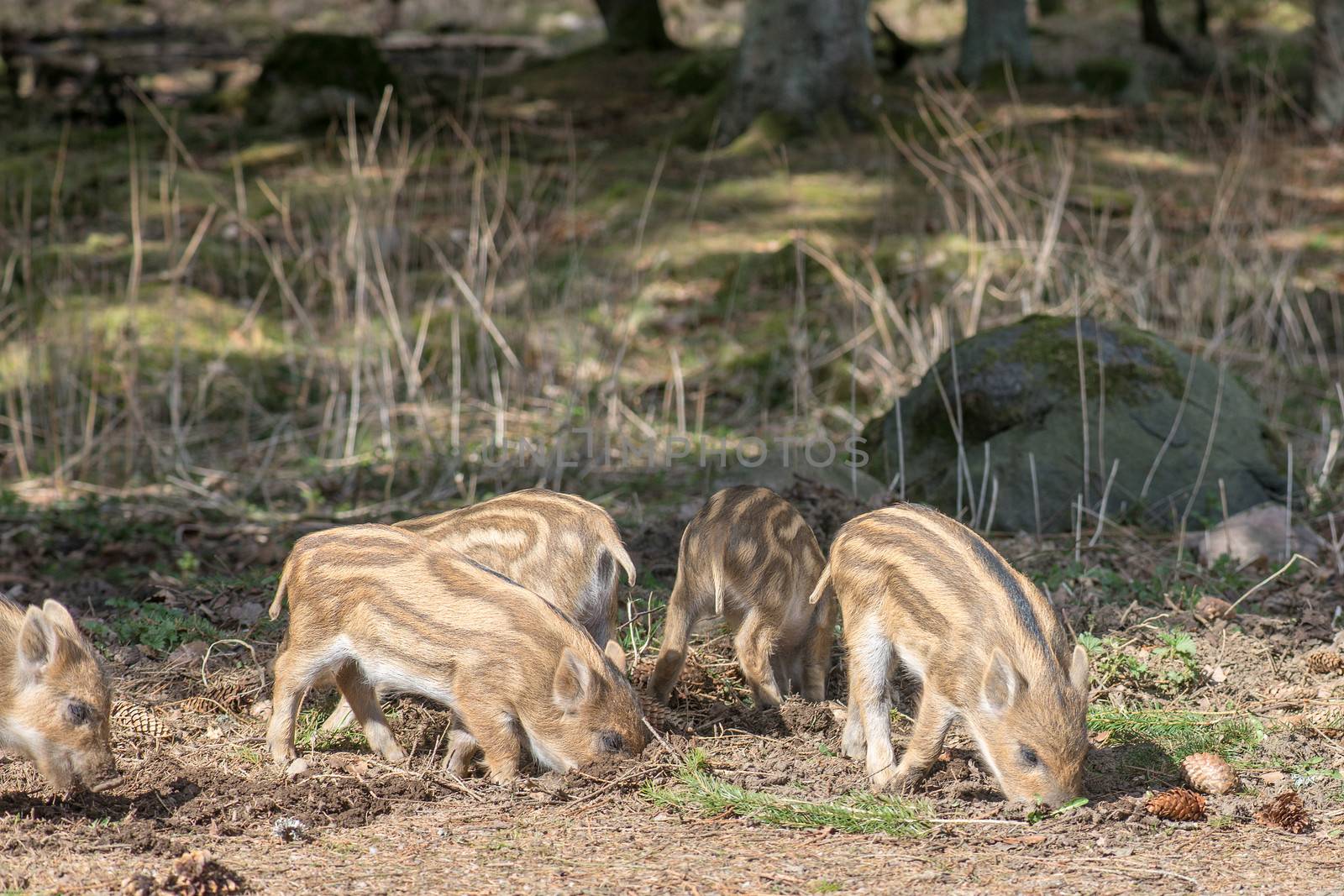 Piglets of the wild boar or wild pig, Sus scrofa searching for food in the forest