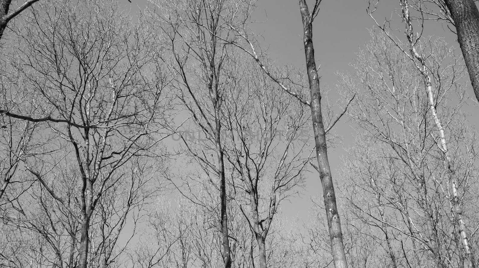 Deciduous beech forest canopy as seen from below in winter without leaves