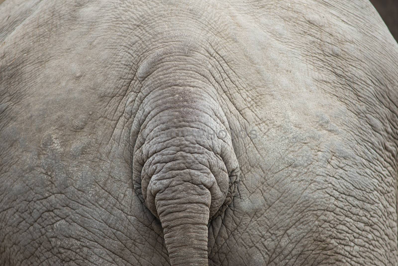 Gray elephant background pattern with tail and skin