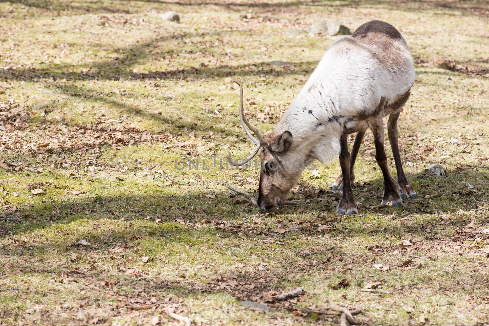 Reindeer, Rangifer tarandus eating grass by Arrxxx