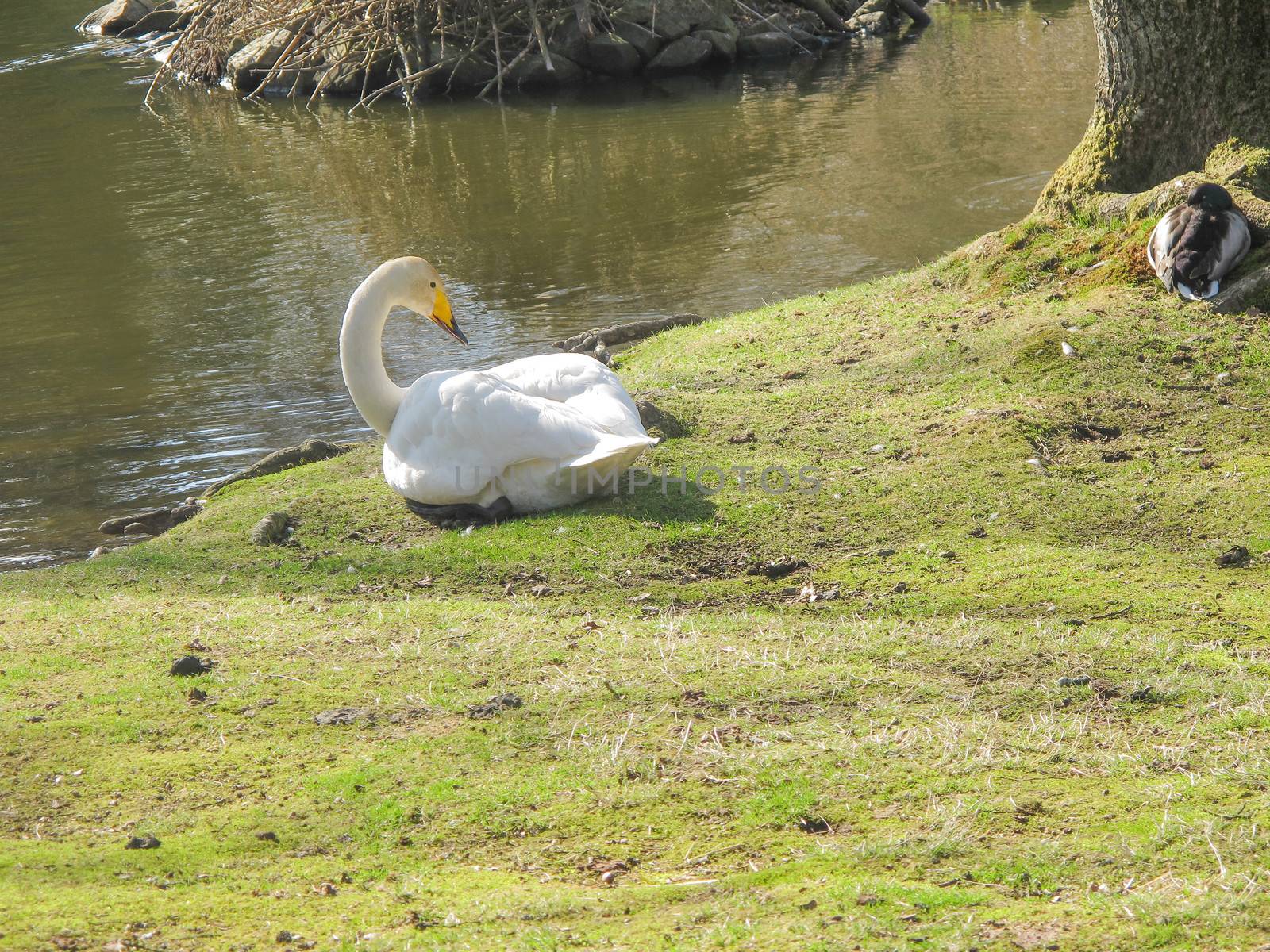 Whooper Swan, Cygnus cygnus by Arrxxx