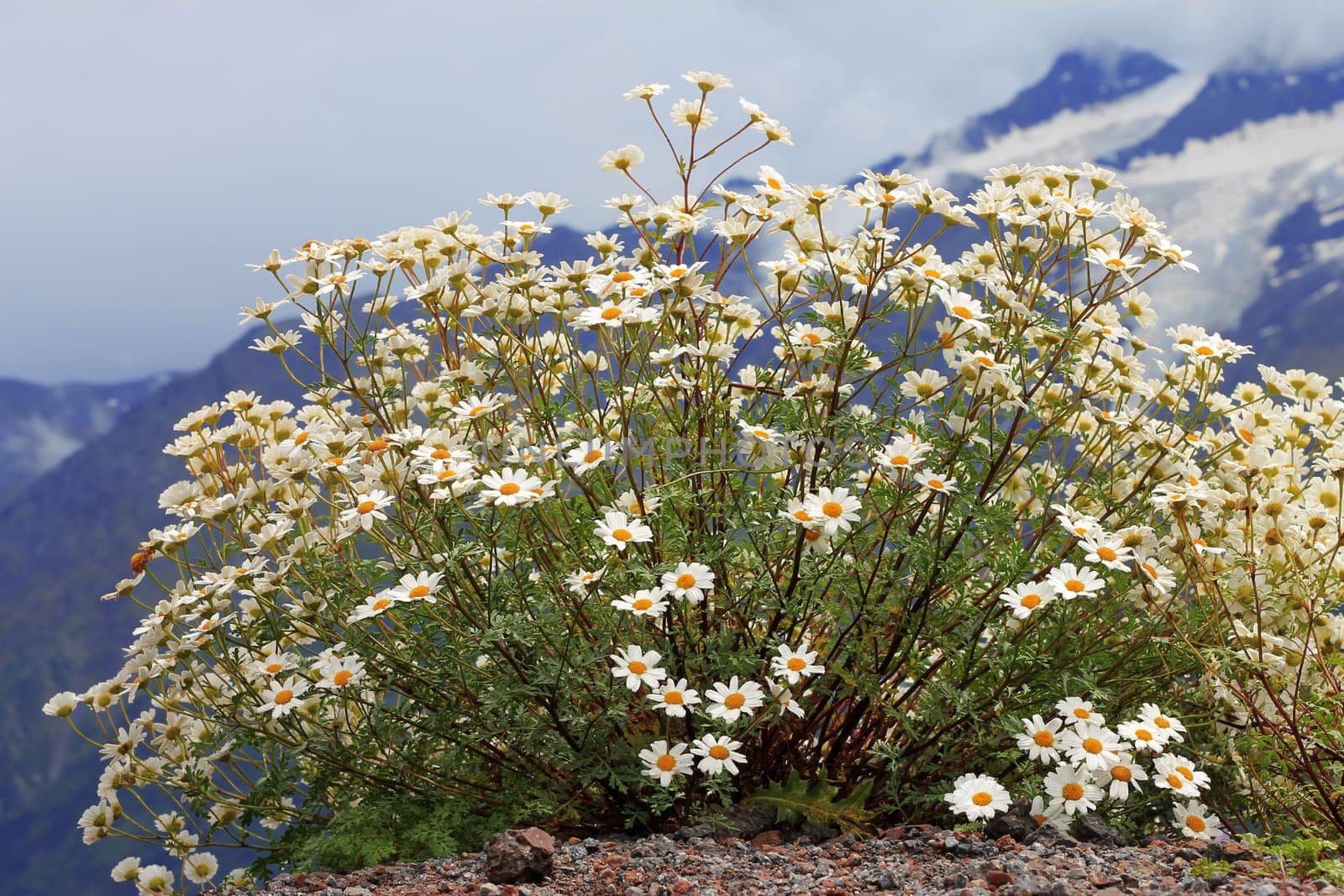 Caucasus mountain landscape and bush of camomiles