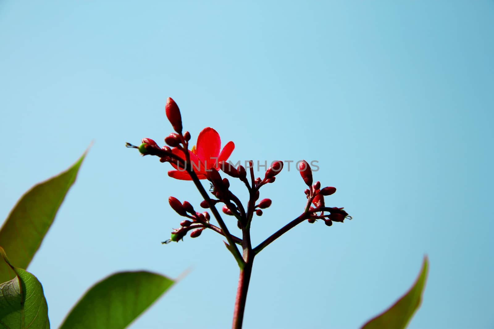 Exotic pink flower blooming on the branch of bush