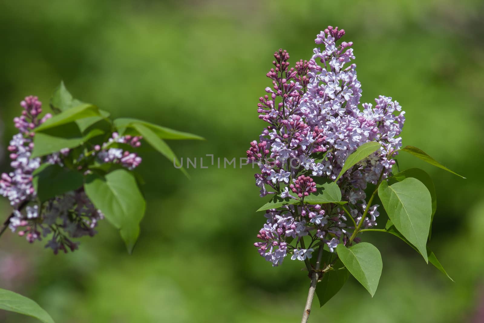 blooming lilacs on blurred green background