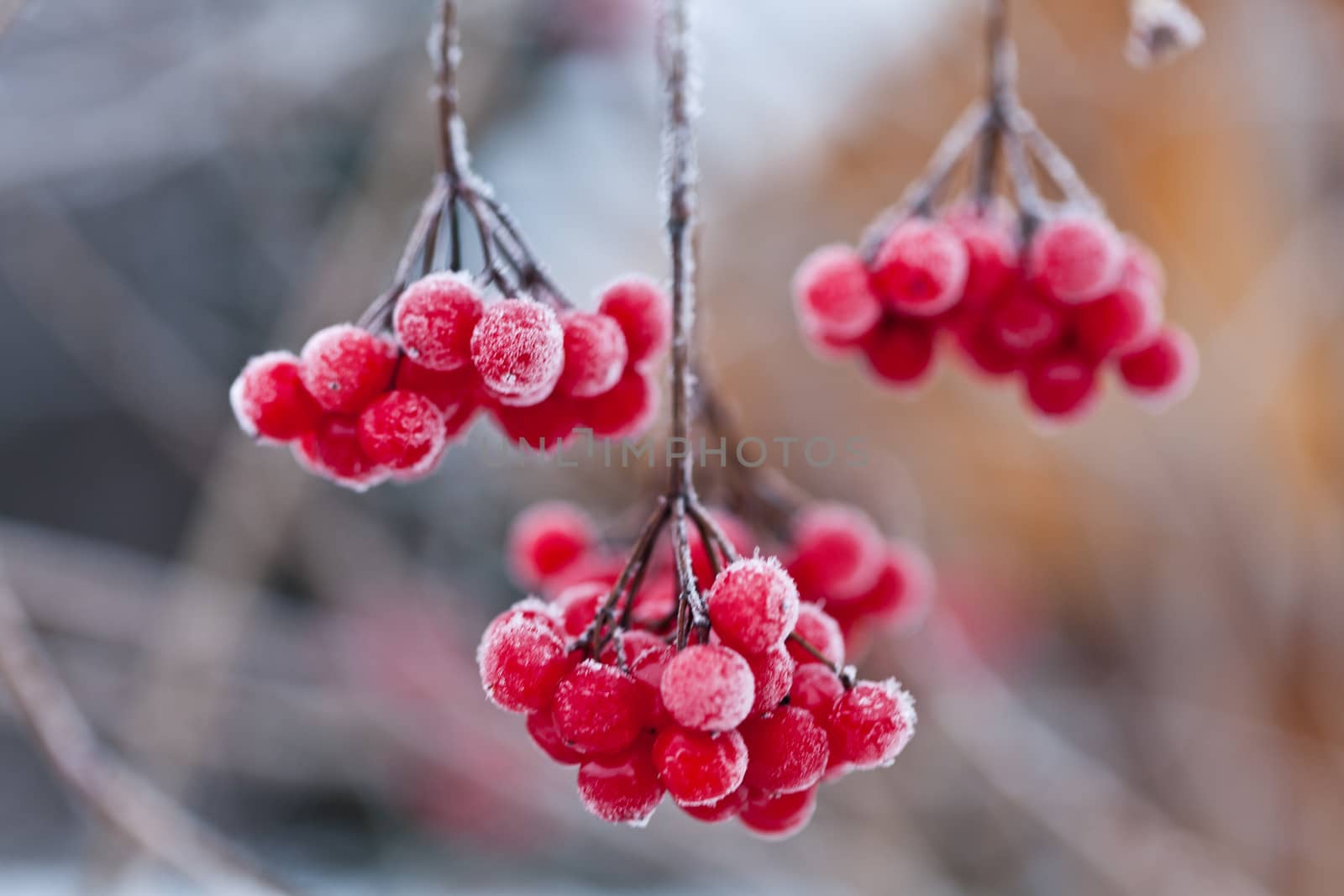 Frozen cranberry. Close-up