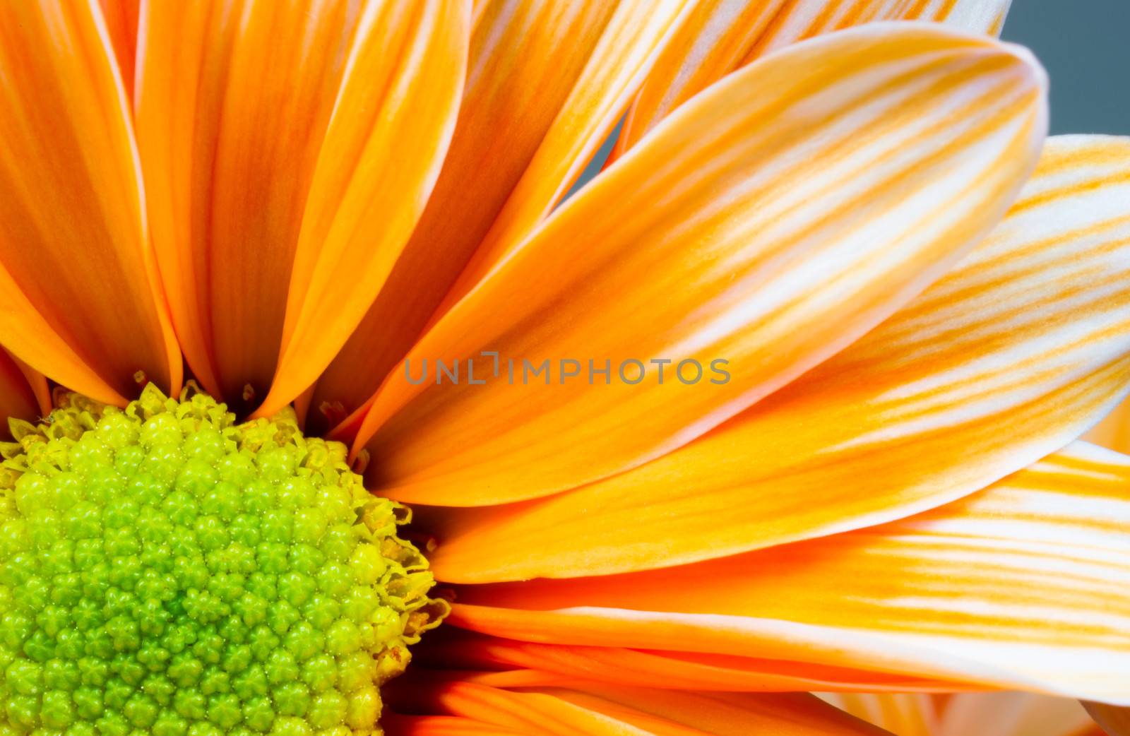 Stamens Receptacle Carpels and Petals are shown in this flower potrait